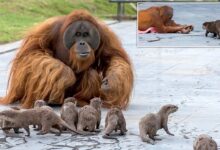 Orangutan family form a 'very special bond' with otters in zoo