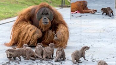 Orangutan family form a 'very special bond' with otters in zoo
