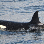 Orca swimming with pilot whale calf