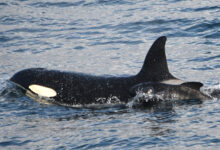 Orca swimming with pilot whale calf