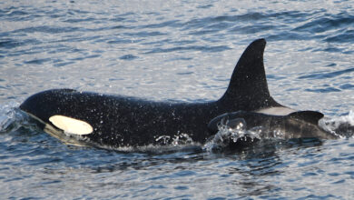 Orca swimming with pilot whale calf