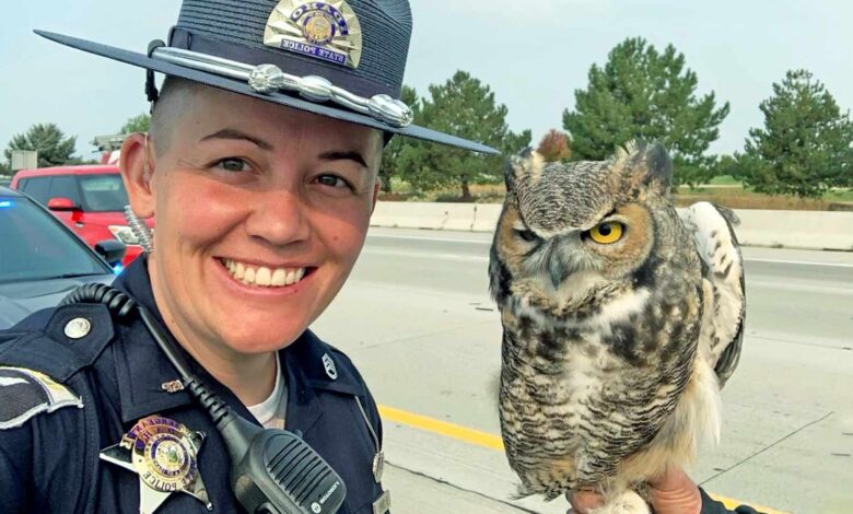 Police Rescue Great Horned Owl Trapped on Busy Freeway