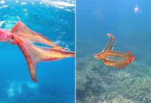 Rare 'rainbow-hued' blanket octopus spotted in Great Barrier Reef