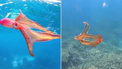 Rare 'rainbow-hued' blanket octopus spotted in Great Barrier Reef