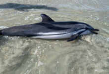 Striped dolphin found on South Carolina beach for the first time since 2015