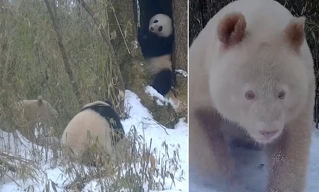 The world's ONLY all-white panda is caught on camera