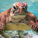 What the shell! Turtle gives the rude finger in Queensland, Australia
