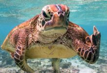 What the shell! Turtle gives the rude finger in Queensland, Australia