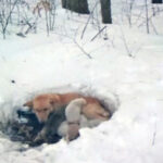 With Nowhere Else To Go, Mother Dog Burrows Into Snowdrift And Wraps Her Body Around Her Puppies