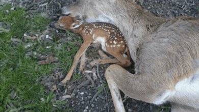 BABY DEER LIES BESIDE HIS MOTHER’S BODY HOPING THAT SHE WILL BREATHE AGAIN - Majestic Animals