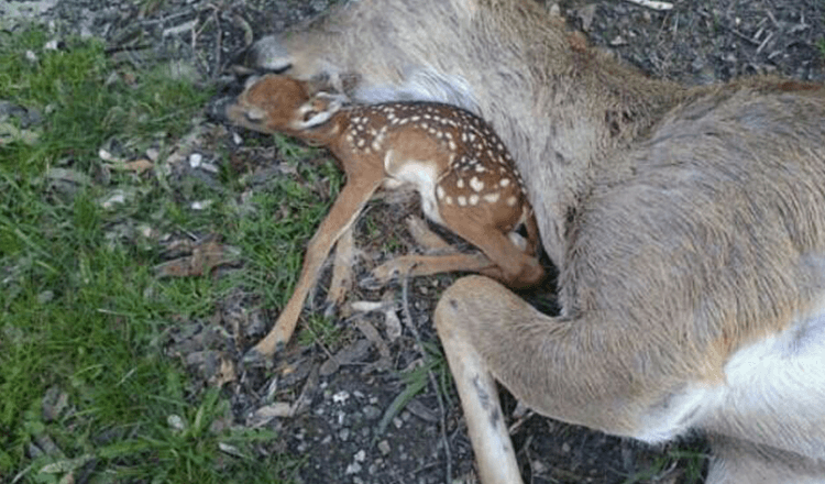 BABY DEER LIES BESIDE HIS MOTHER’S BODY HOPING THAT SHE WILL BREATHE AGAIN - Majestic Animals