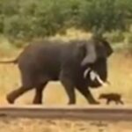 Brave baby buffalo takes on an enormous elephant and wins