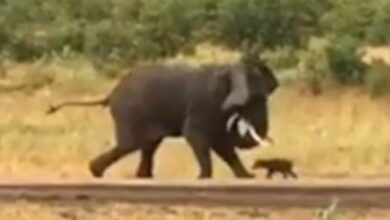 Brave baby buffalo takes on an enormous elephant and wins