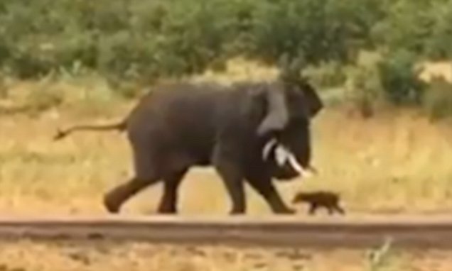Brave baby buffalo takes on an enormous elephant and wins