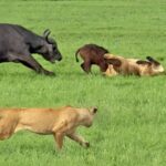 Buffalo Mother And Herd Try to Save Calf From Pride Of Lions