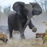 Chaaaaarge! Protective elephant sees off a pack of horrible hyenas - but poor calf still loses its tail in dramatic bush battle for survival