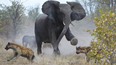 Chaaaaarge! Protective elephant sees off a pack of horrible hyenas - but poor calf still loses its tail in dramatic bush battle for survival