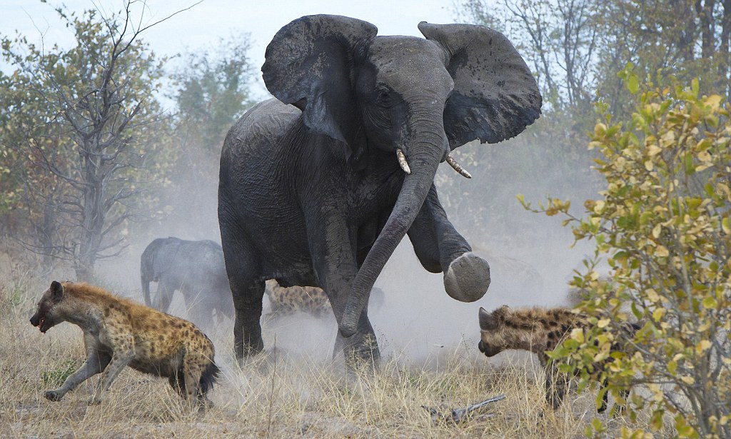 Chaaaaarge! Protective elephant sees off a pack of horrible hyenas - but poor calf still loses its tail in dramatic bush battle for survival