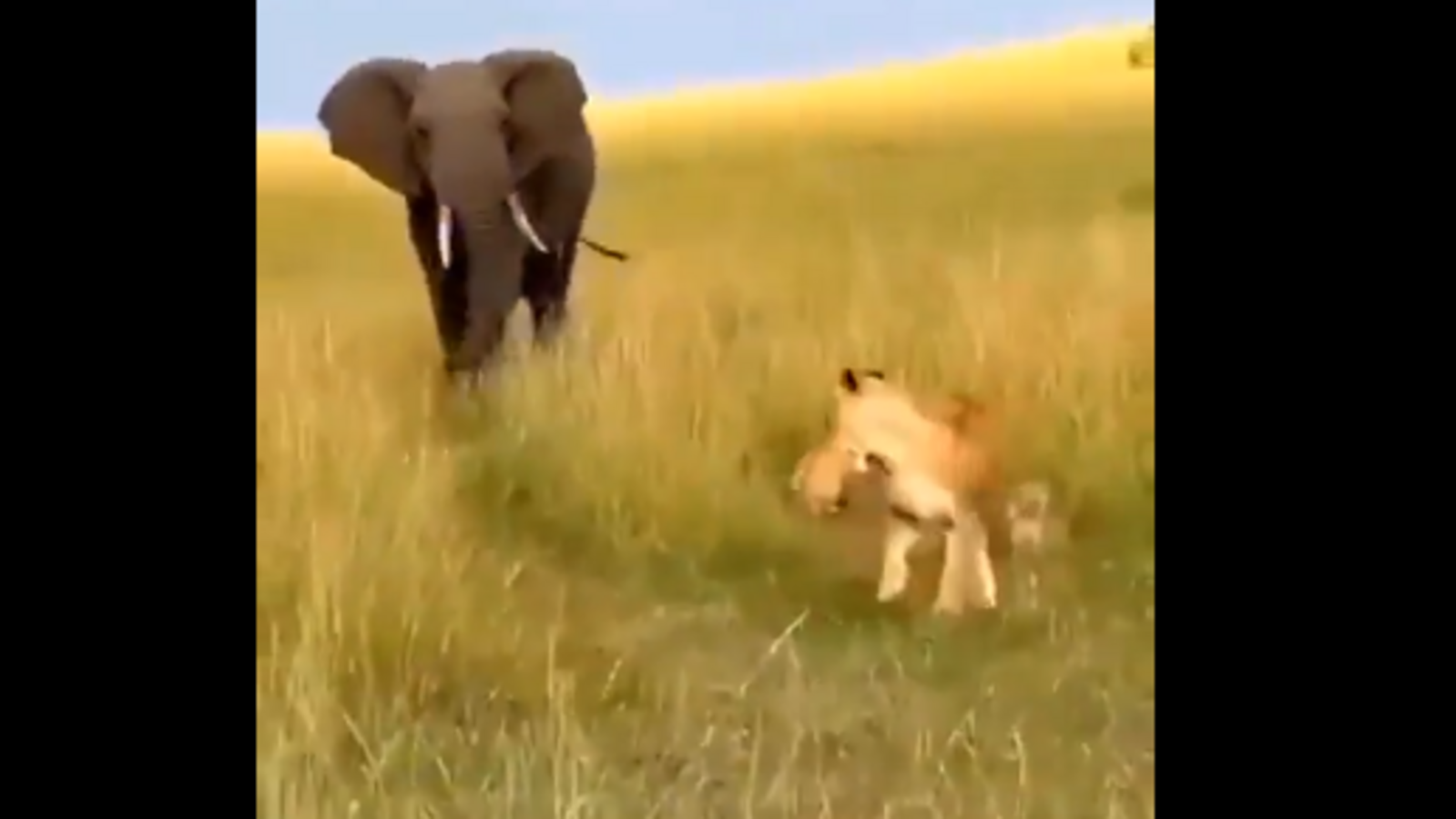 Elephant launches surprise attack on lioness but spares her cubs: 'Kind jumbo'