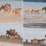 Elephant vs. FOURTEEN lions: Safari goers watch savage attack