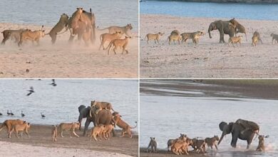 Elephant vs. FOURTEEN lions: Safari goers watch savage attack