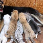 Four rare tiger cubs abandoned by their parents are breastfed by a DOG