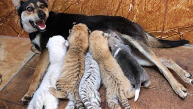Four rare tiger cubs abandoned by their parents are breastfed by a DOG