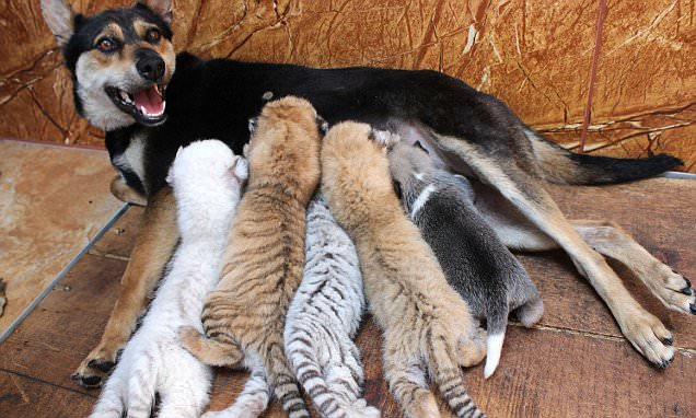 Four rare tiger cubs abandoned by their parents are breastfed by a DOG