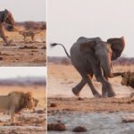 King of the watering hole! Fearless lion fights off bull elephant