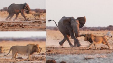 King of the watering hole! Fearless lion fights off bull elephant