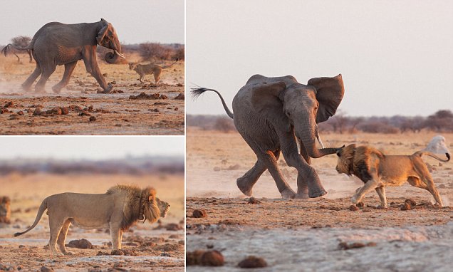 King of the watering hole! Fearless lion fights off bull elephant