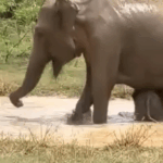Mama elephant fights crocodile to save baby. Watch