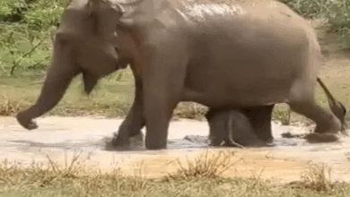 Mama elephant fights crocodile to save baby. Watch