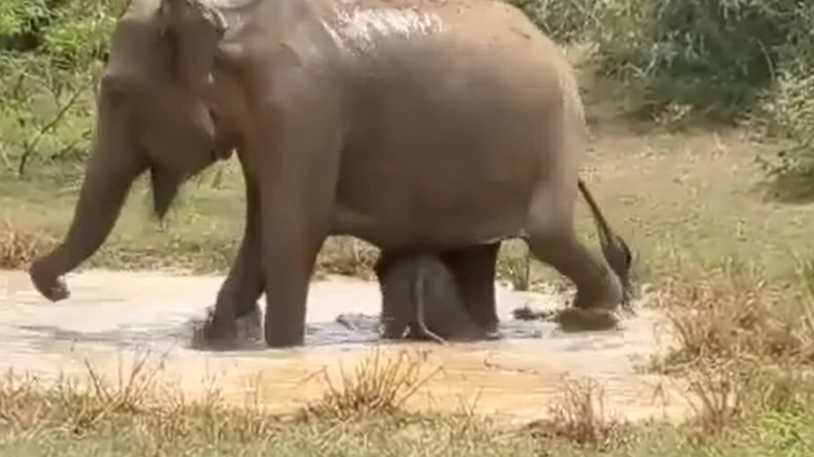 Mama elephant fights crocodile to save baby. Watch