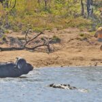 Massive Battle Between Buffaloes, Lions and Crocodiles