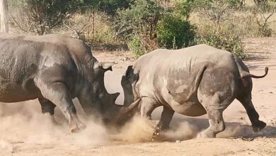 Mother rhino goes horn-to-horn with aggressive male to defend her calf