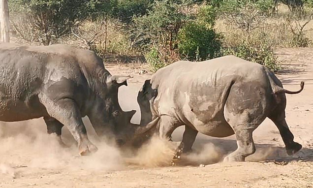 Mother rhino goes horn-to-horn with aggressive male to defend her calf