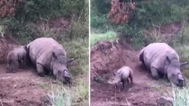 Starving baby rhino nudges dead mother after poachers hacked off her horn