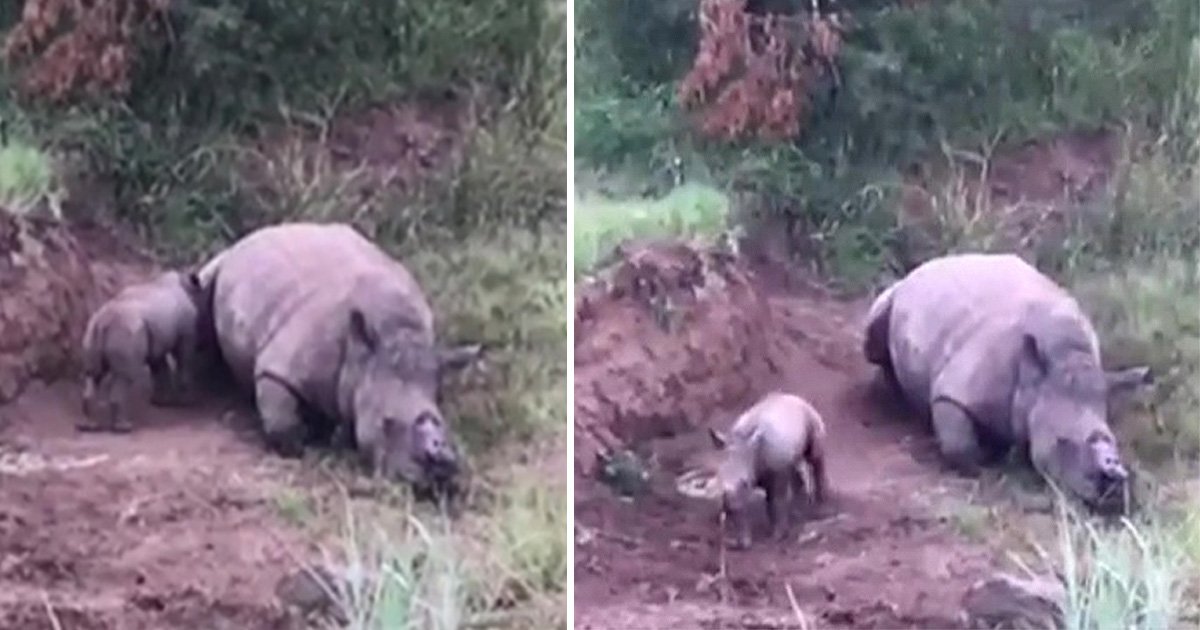 Starving baby rhino nudges dead mother after poachers hacked off her horn