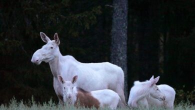 They are so beautiful: Many people want to see these rare, adorable twins - Majestic Animals