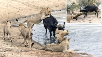 Water buffalo can't escape becoming dinner for a pride of lions