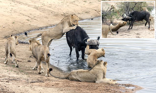 Water buffalo can't escape becoming dinner for a pride of lions