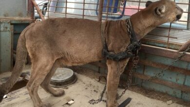 Circus Cat Chained To Truck For 20 Years Takes First Steps To Freedom
