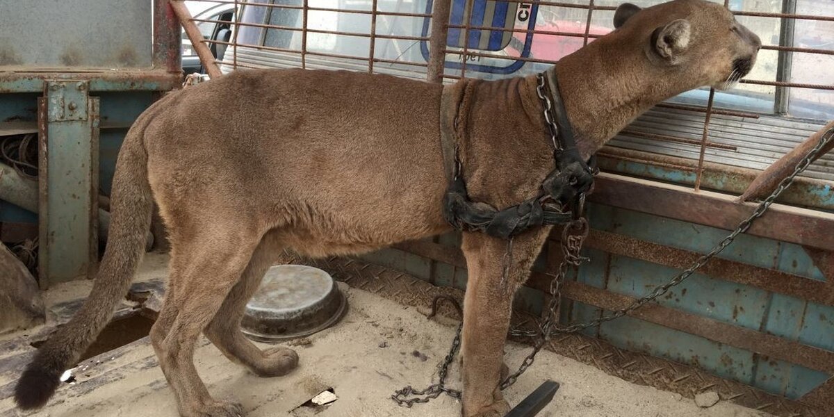 Circus Cat Chained To Truck For 20 Years Takes First Steps To Freedom
