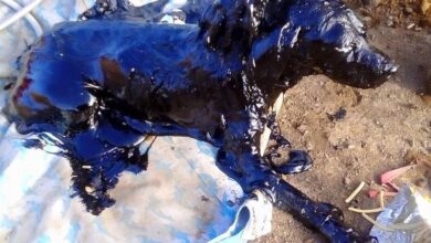 Dog Drowning In Tar Pit Gets Rescued Just In Time
