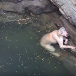 Drowning Dog Had Completely Given Up — Until She Saw Rescuers