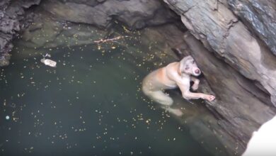 Drowning Dog Had Completely Given Up — Until She Saw Rescuers