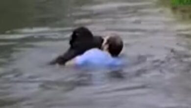 Man Jumps Into Zoo Enclosure To Save A Drowning Chimp
