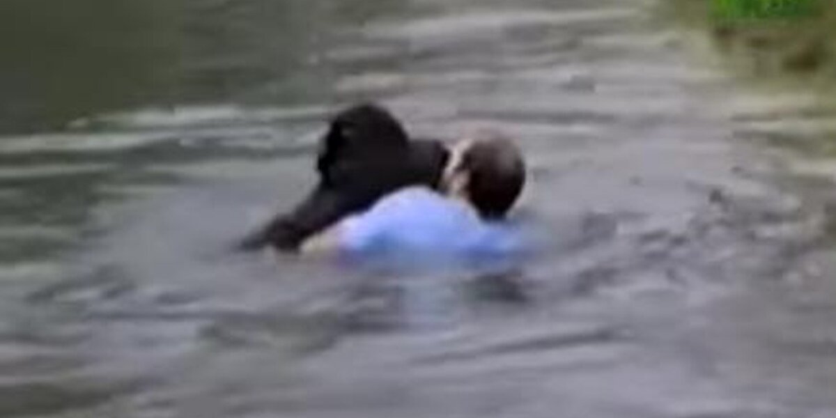 Man Jumps Into Zoo Enclosure To Save A Drowning Chimp