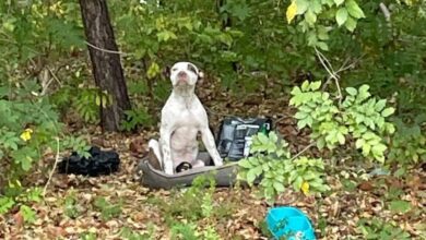 Puppy Left In Woods With All His Belongings Waits For Someone To Notice Him